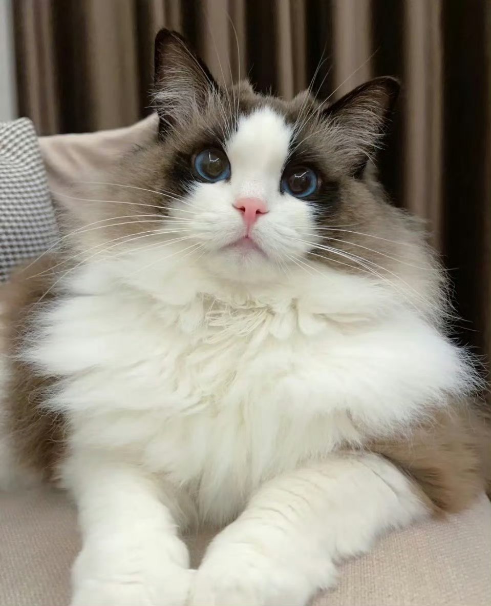 好好养宠的一年我的毛孩日常✨ 每一帧都甜到心坎里谁懂啊！家里的小猫咪，每天都在贡