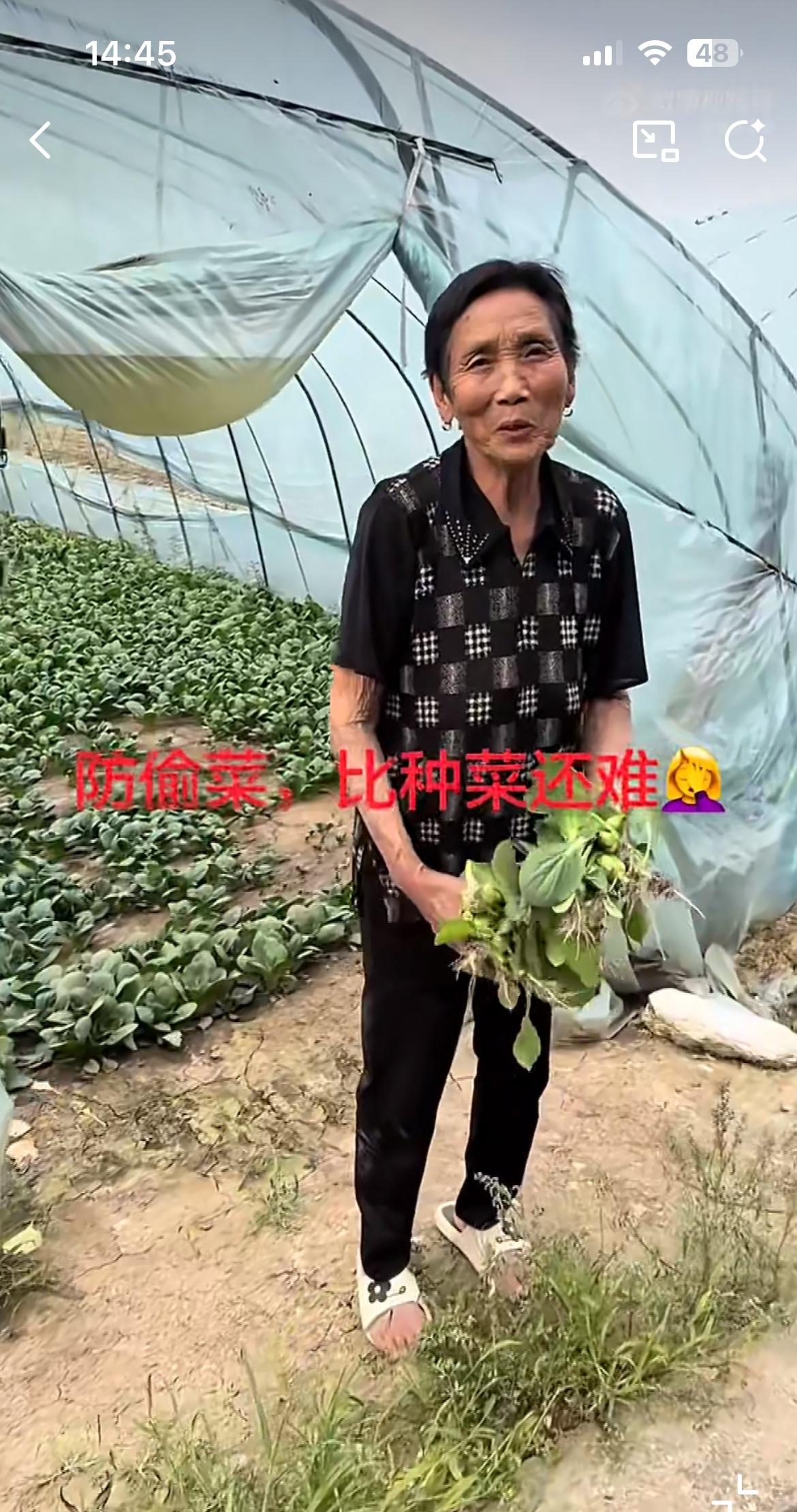 抓到一个偷菜的老太，面对主人的质问笑脸相迎，丝毫感觉不到她有任何的愧疚和羞耻，难