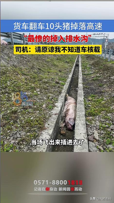 “好惨的猪猪！”近日，浙江台州，一男子驾驶蓝牌货车行驶在甬莞高速事故，突然发生侧