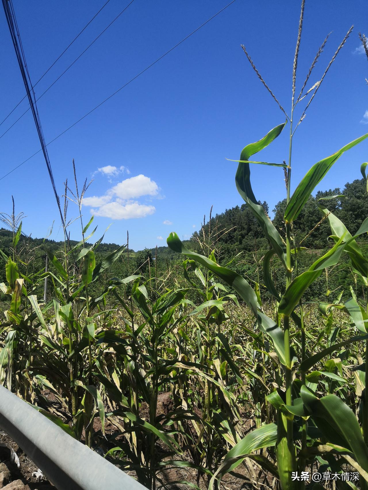 今日天阳光
当地西南农村片区，手机天气预报今天是晴天，这个时候的太阳33度，晚上
