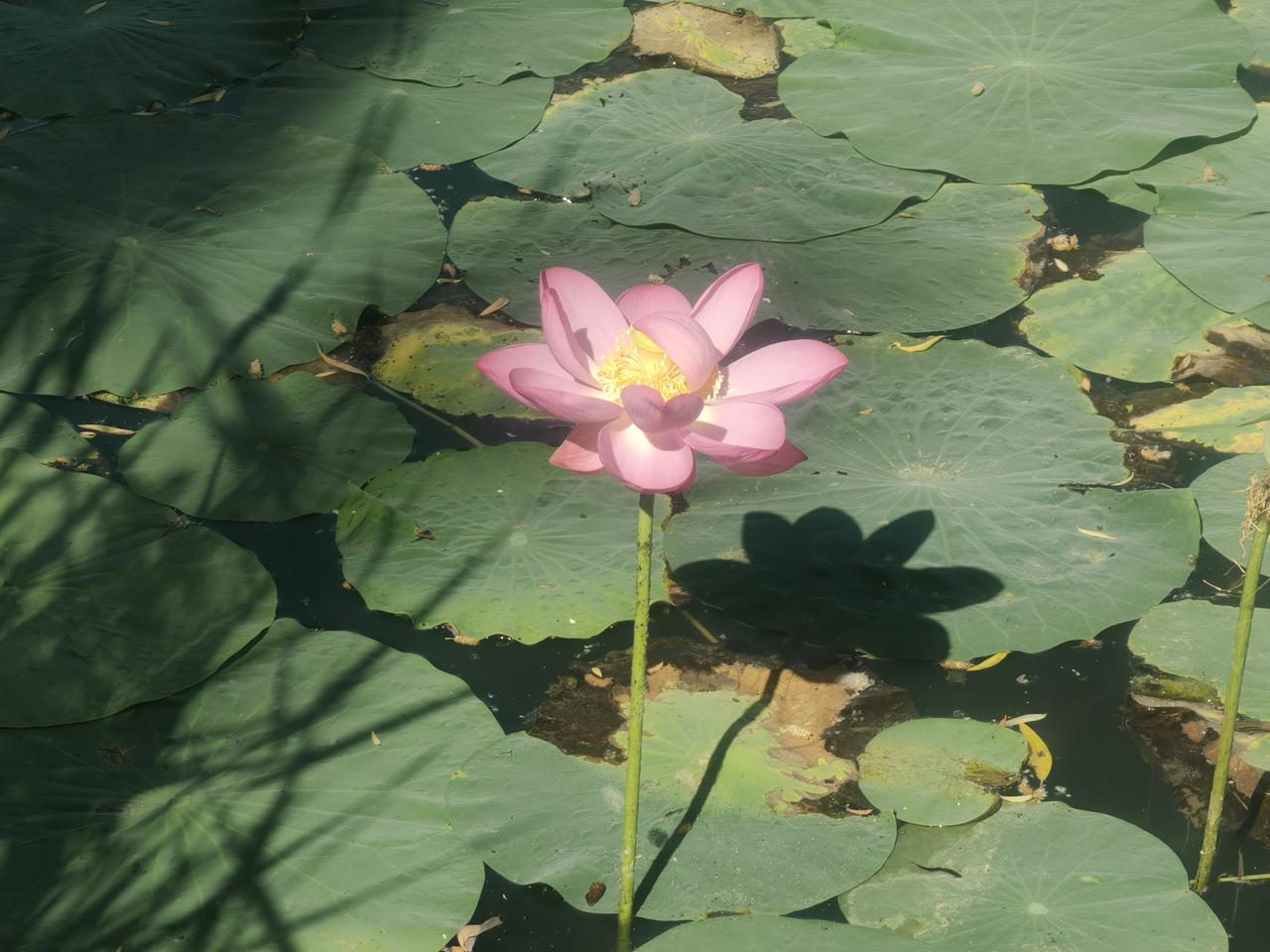 7月上旬，到银川典农河畔亲水、纳凉、赏荷。这里宛如一幅清新画卷，不少人在溢流堰上