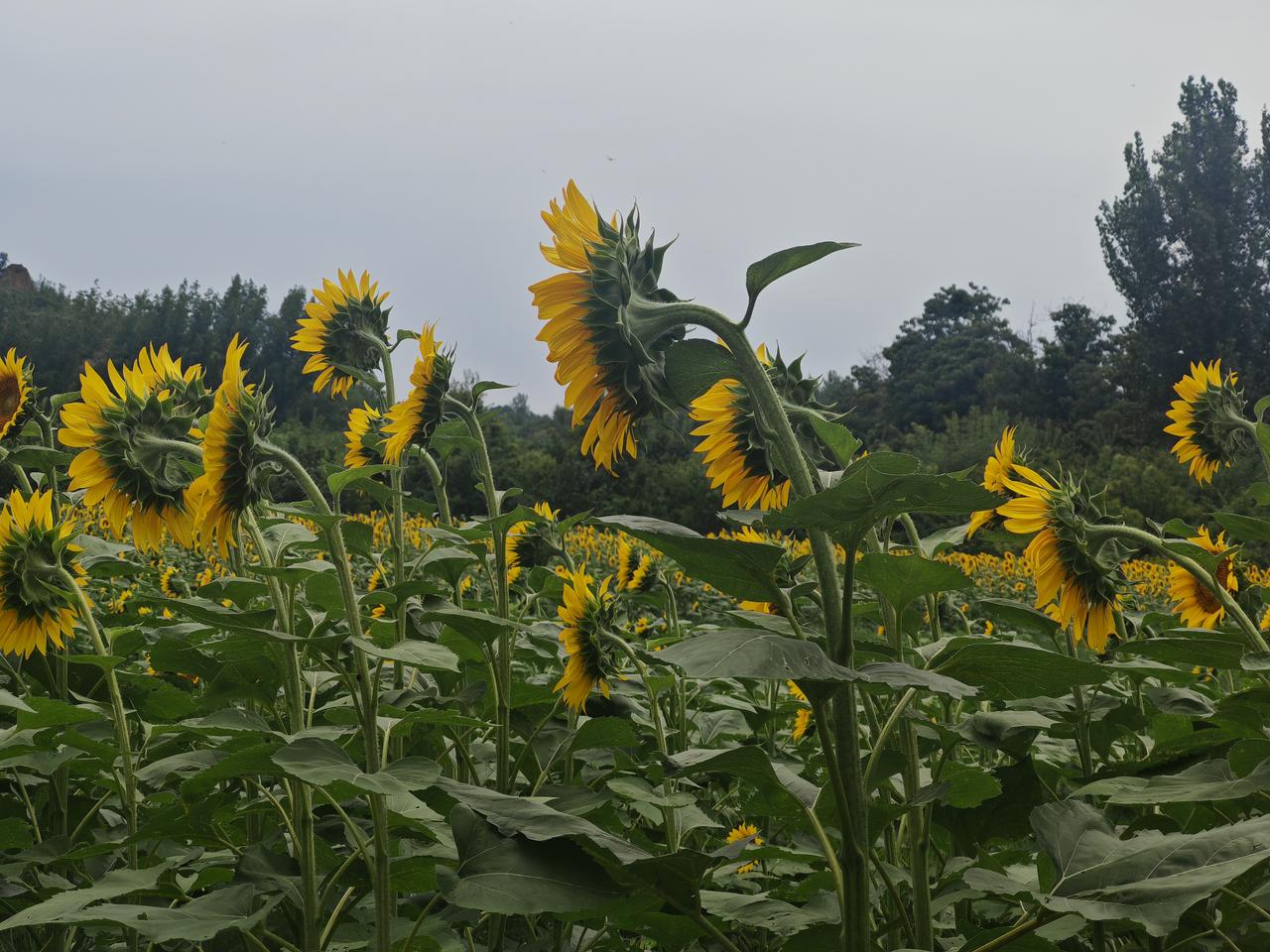 随拍夏日花朵成片向日葵在田野里错落挺立，粗壮花茎微微弯折，金黄花瓣垂落舒展，宽大