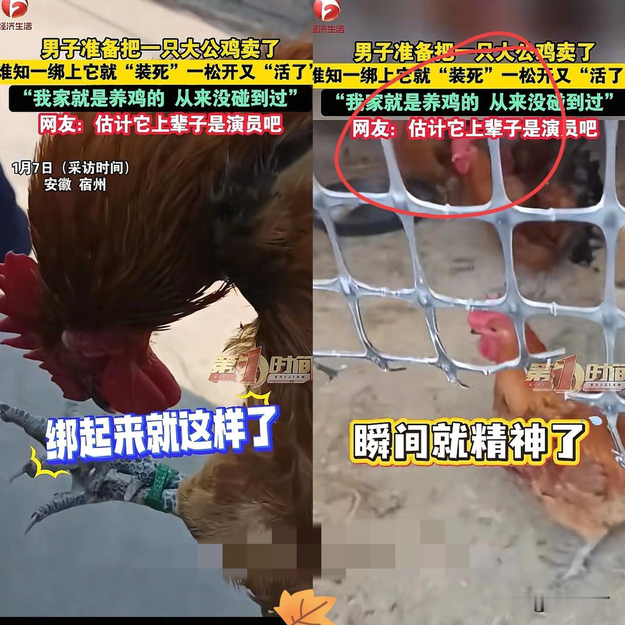近日安徽宿州，男子准备卖掉家中养的大公鸡，没想到这只鸡直接开启影帝级求生模式！一