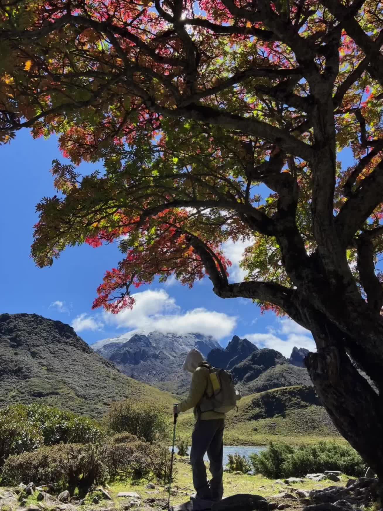 一年只有15天左右的花期，错过了，就要又等一年，这就是哈巴雪山“黑海”...