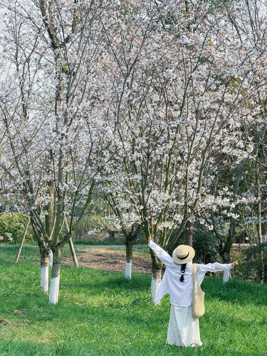 成都！青龙湖的吉野樱花开爆了🌼（附live图)~