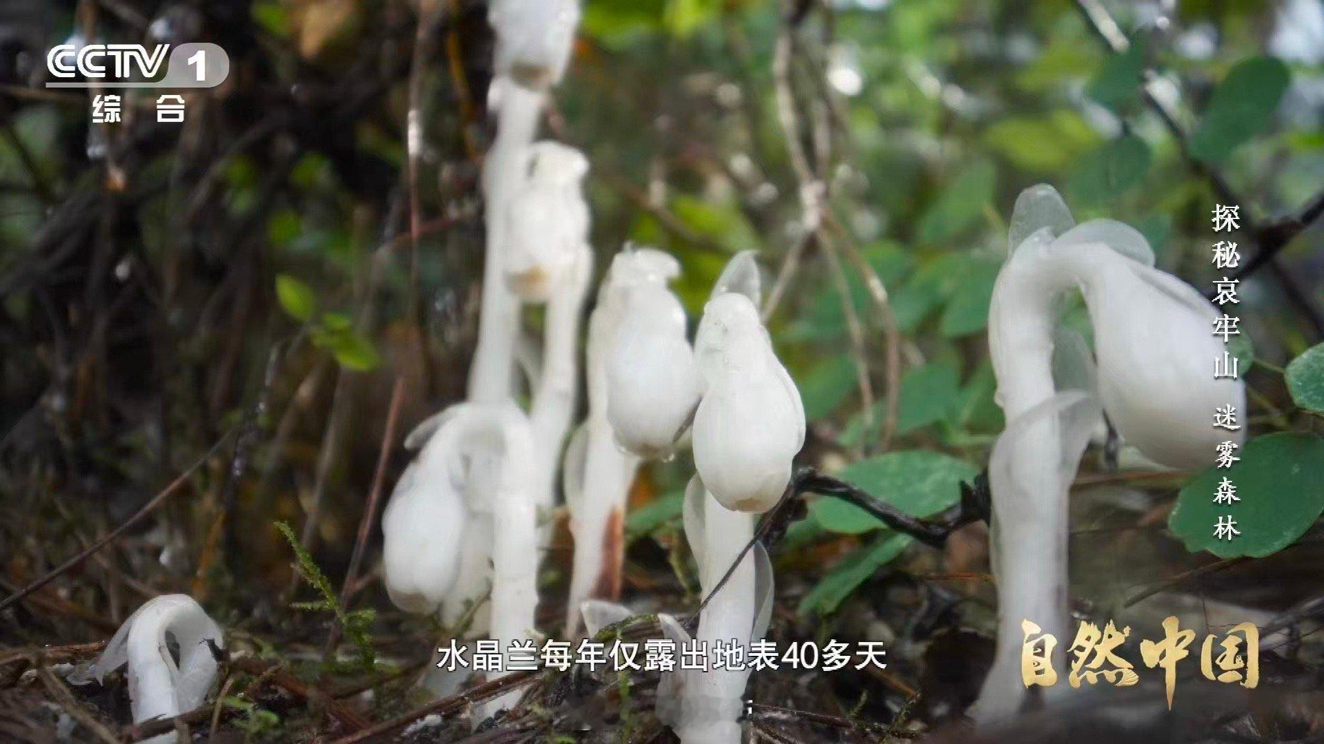 哀牢山神秘植物不靠光合作用存活哀牢山这种花每年仅露面40多天  它不吸收阳光，不