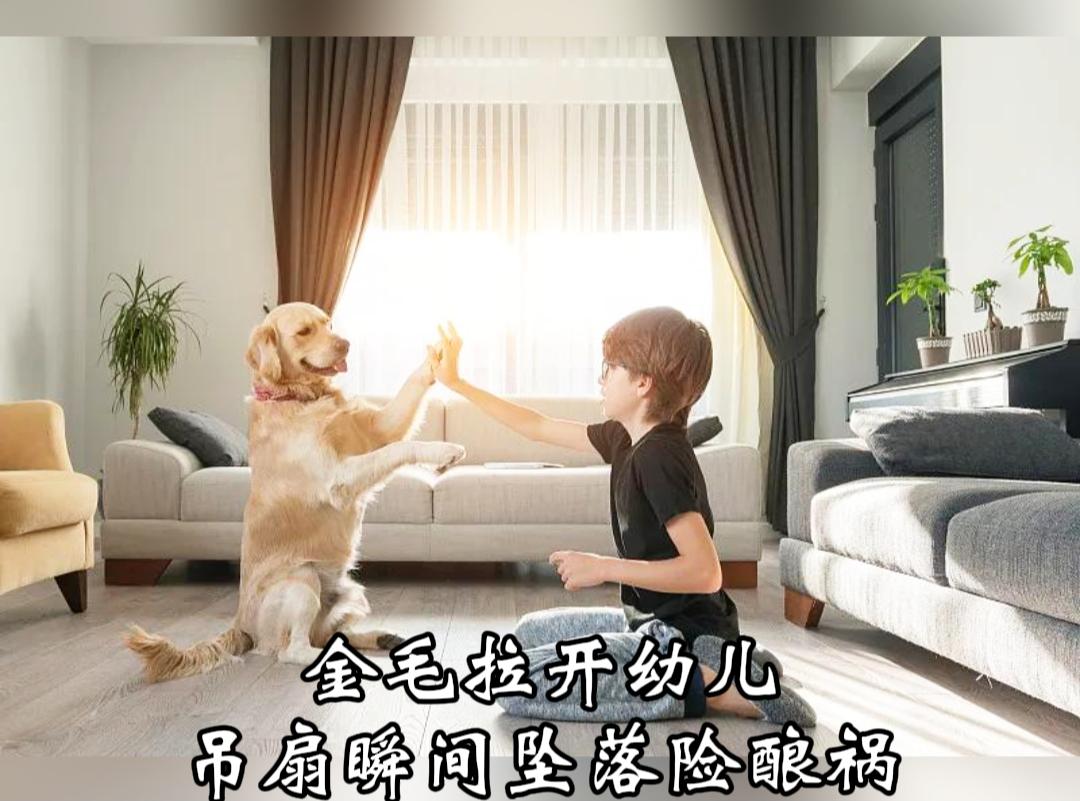 惊心动魄！金毛一把拉走骑小车的幼儿，几秒后吊扇轰然坠落！

短短一瞬避开大祸，不
