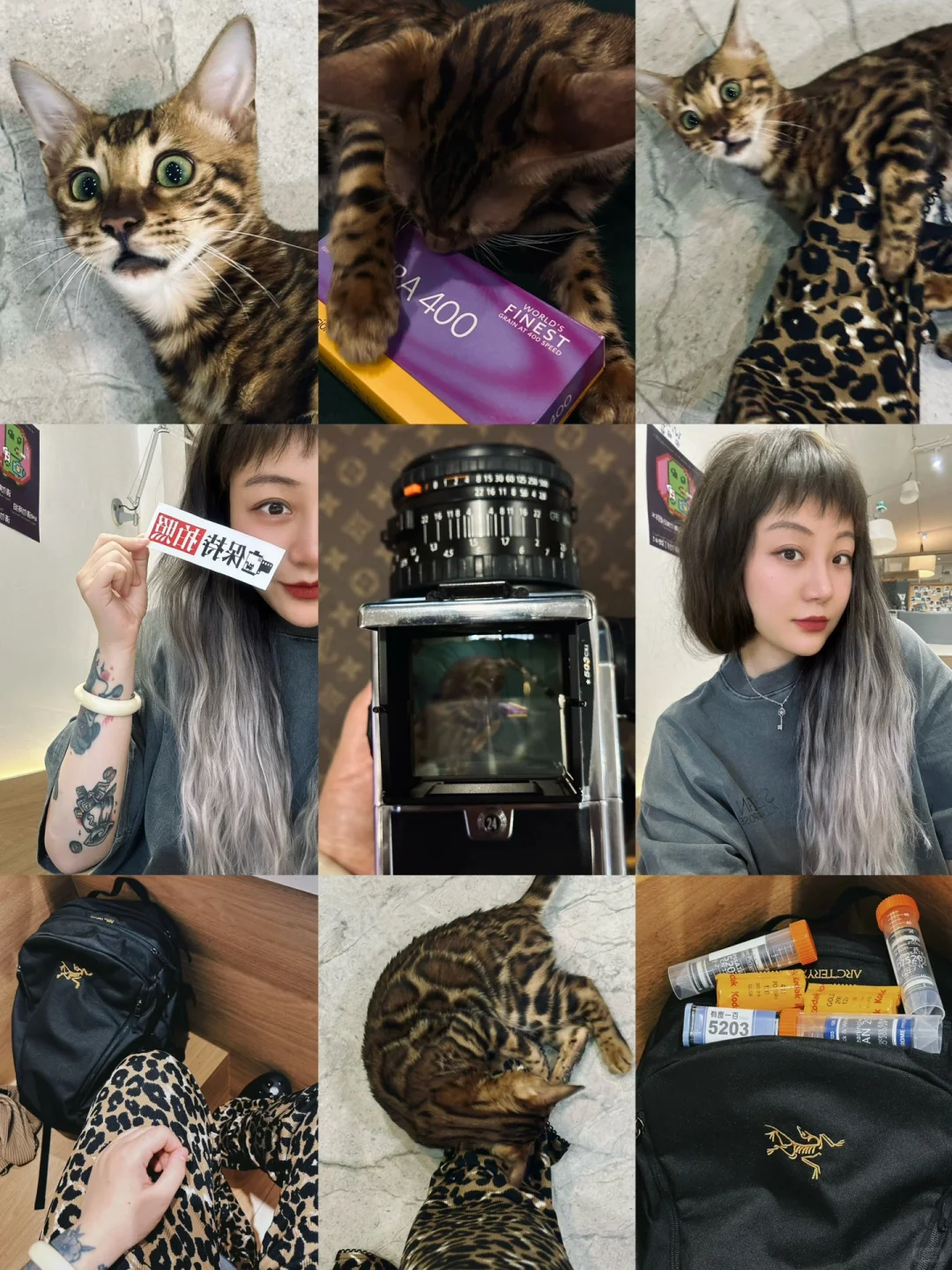 是修豹猫呀~如何用哈苏胶片拍猫🐆