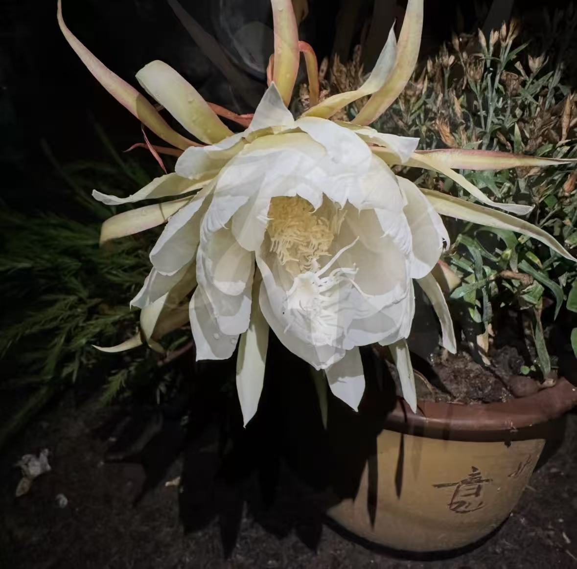 邀请全楼人看昙花的邻居 