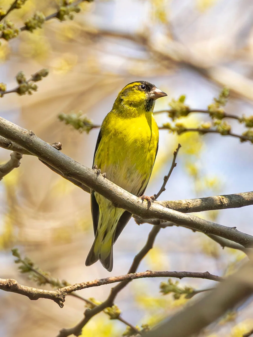 金色小鸟和金色小花最配！