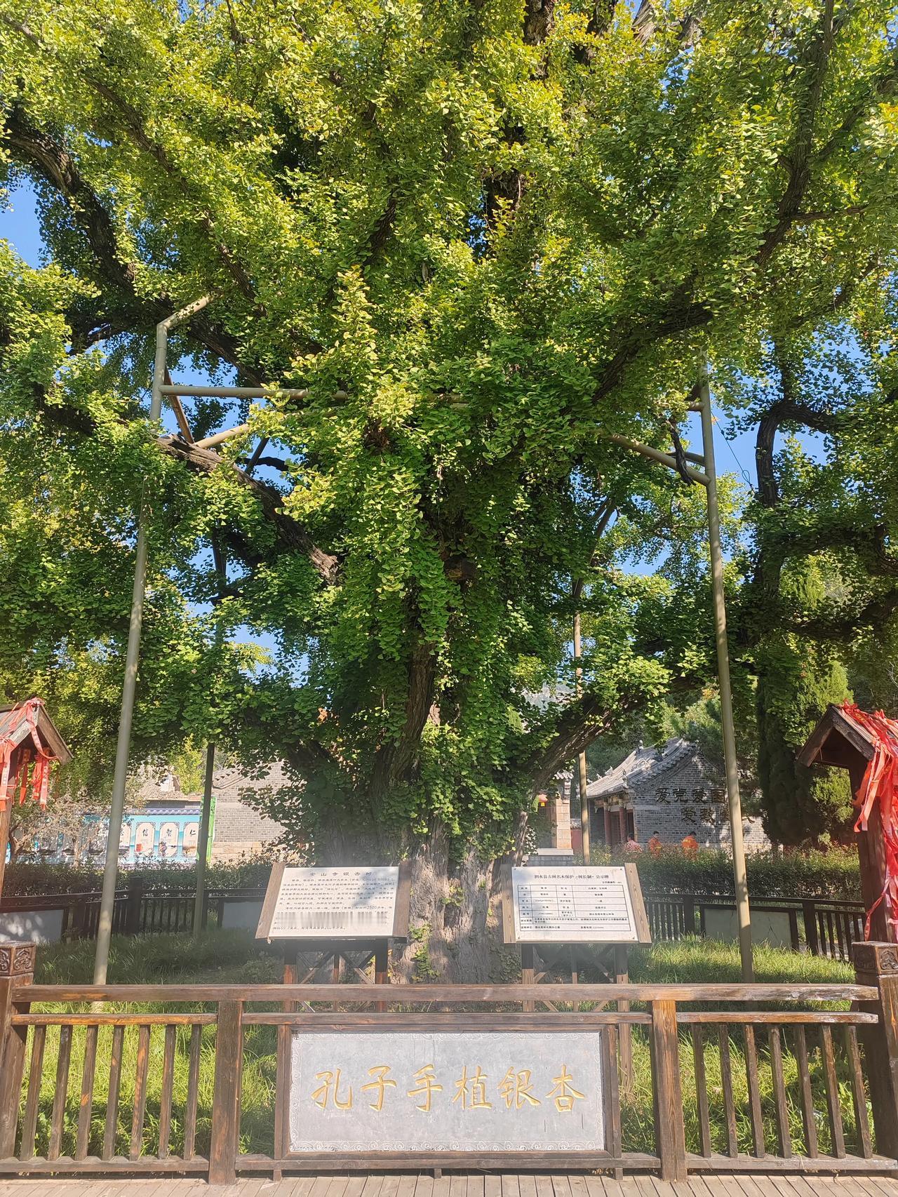 #秋日生活碎片打卡#
今天是国庆假期的第四天，早晨起床后，发现天气特别的好，秋高