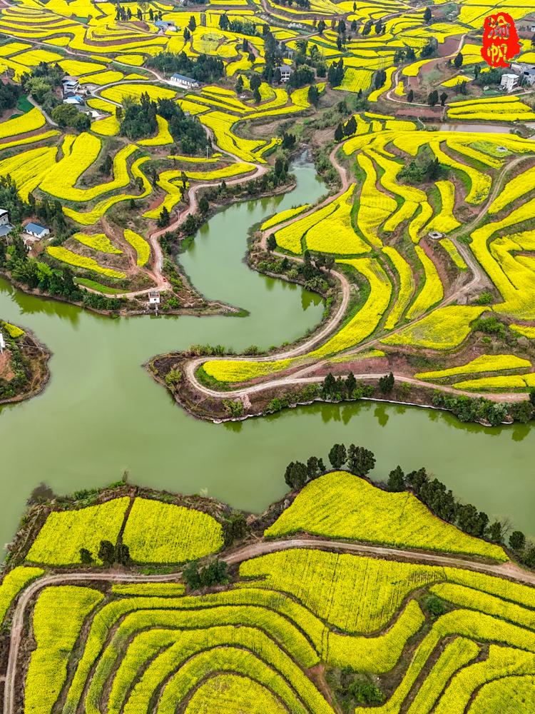 重庆人你糊涂！这千亩秘境花海美到封神，居然0游客
感觉比云南罗平、陕西汉中的油菜