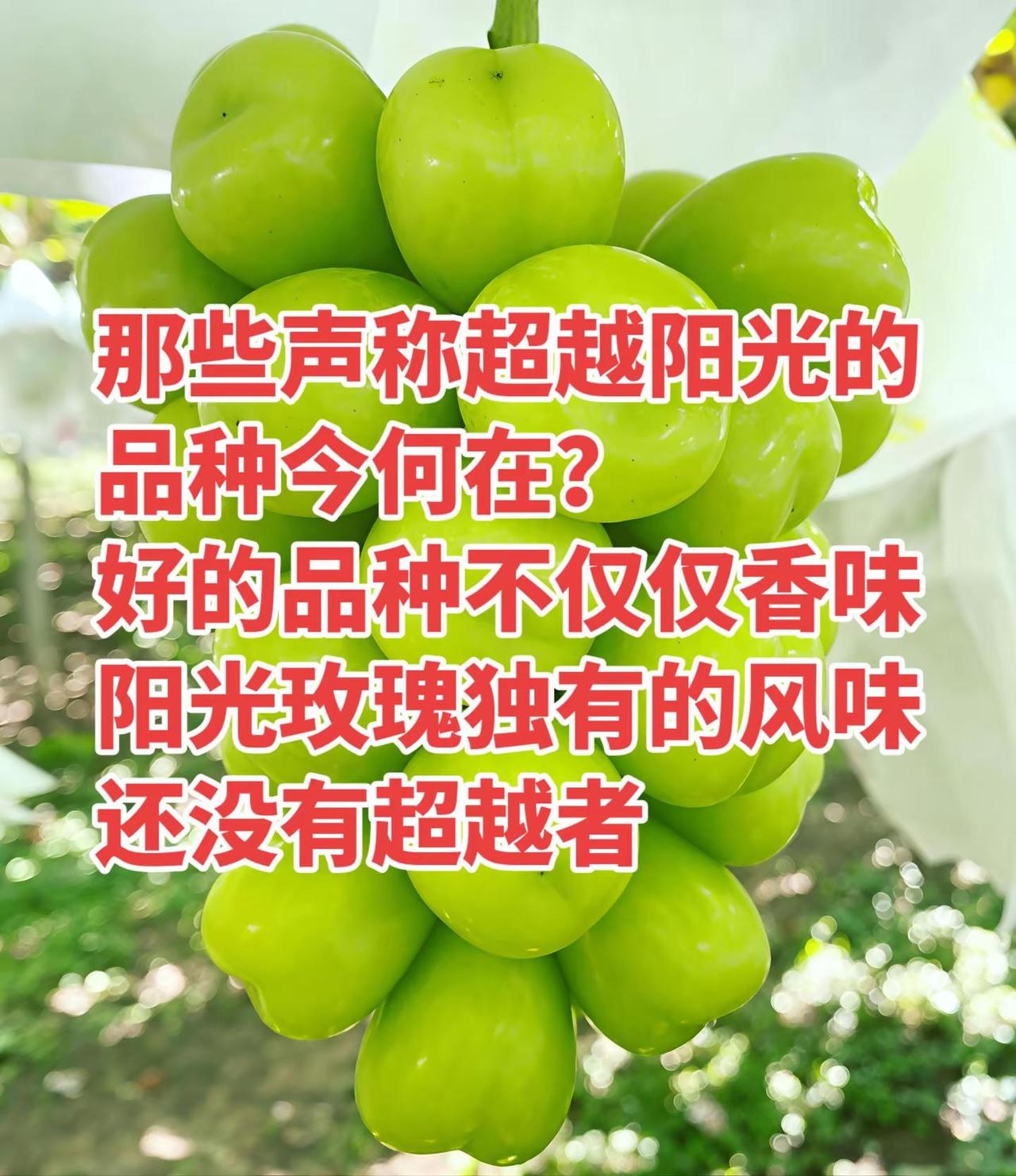 好的品种都有那些特征？香味和糖度不和谐反而是减分项，香味太冲，甜度不够，回味寡淡
