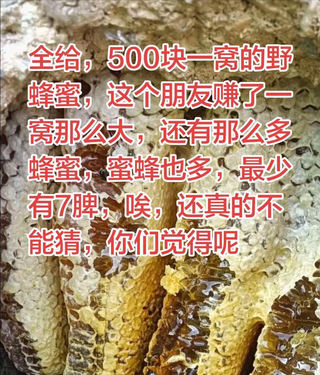 这下有点亏了，500块钱那么多野蜂蜜，还有7脾的蜜蜂，如果拿到街上或者卖给其他人