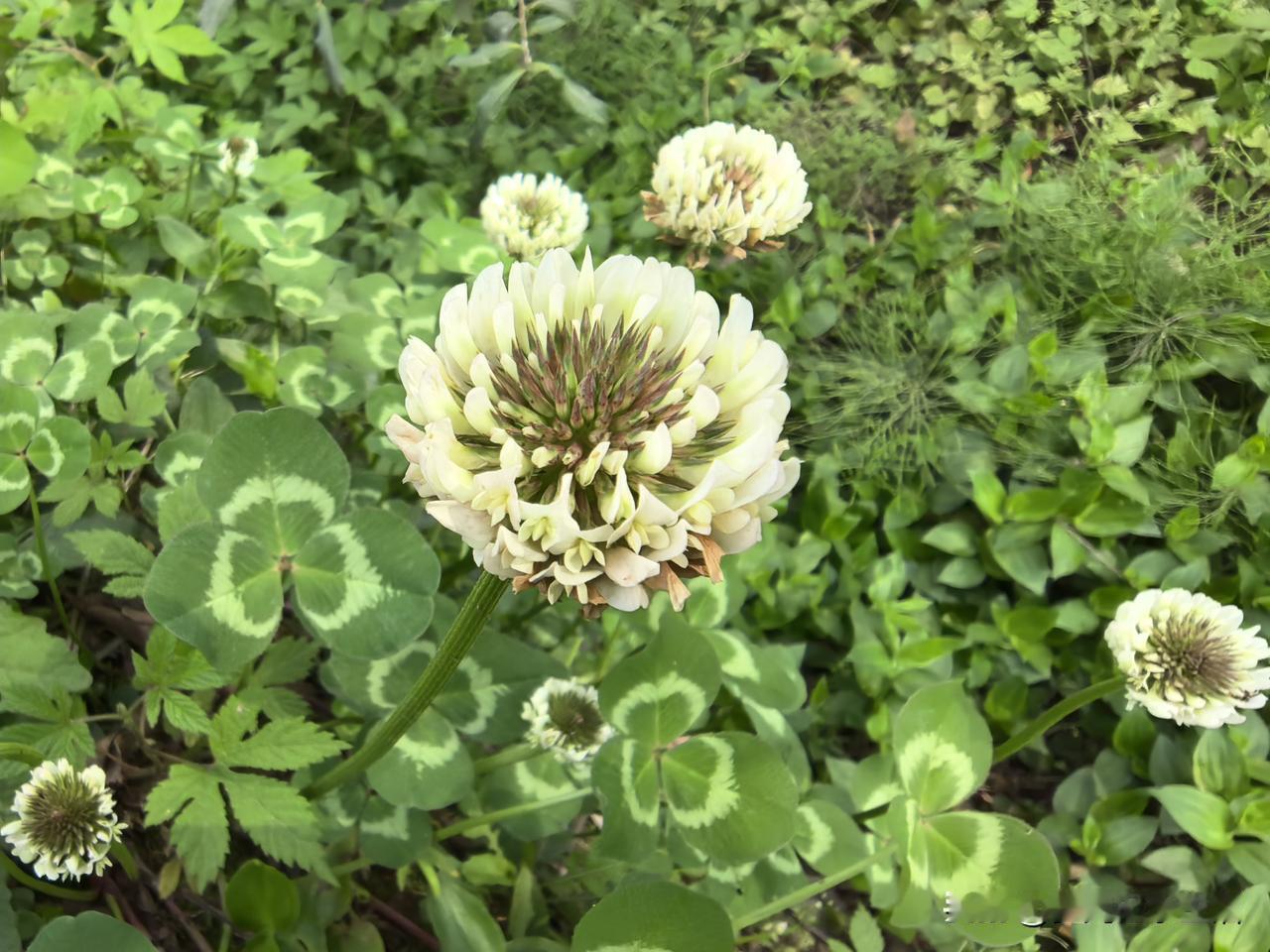 多一个人始终要多干活，我妈回来三天我家这轮茶叶就采得差不多了。昨天那两斤多茶叶今