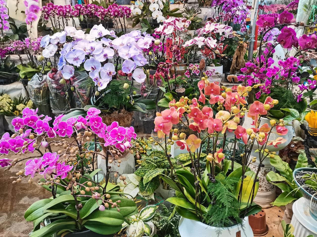 爱美的昆明人过节怎少得了美丽的鲜花？
这几天昆明城里的大小花市真可谓花团锦簇，一