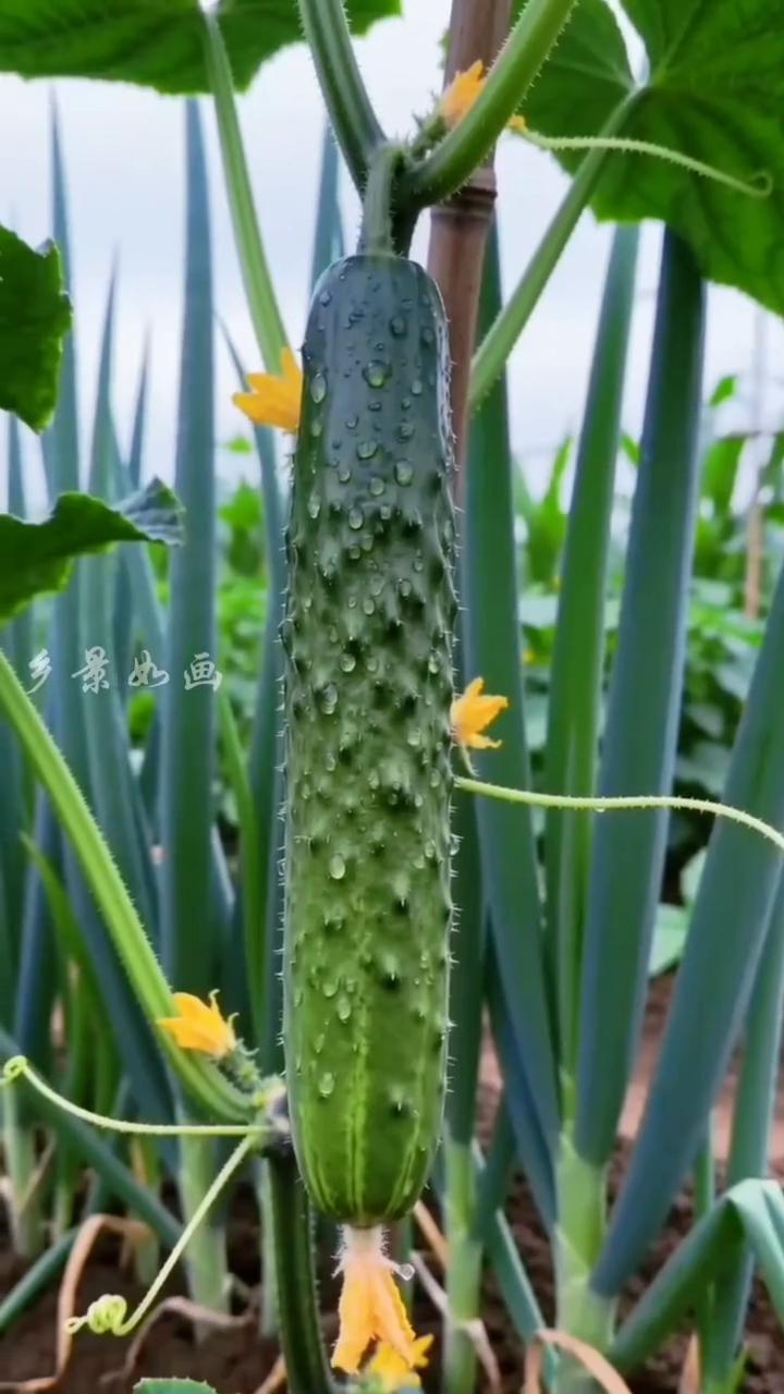 乡景如画。