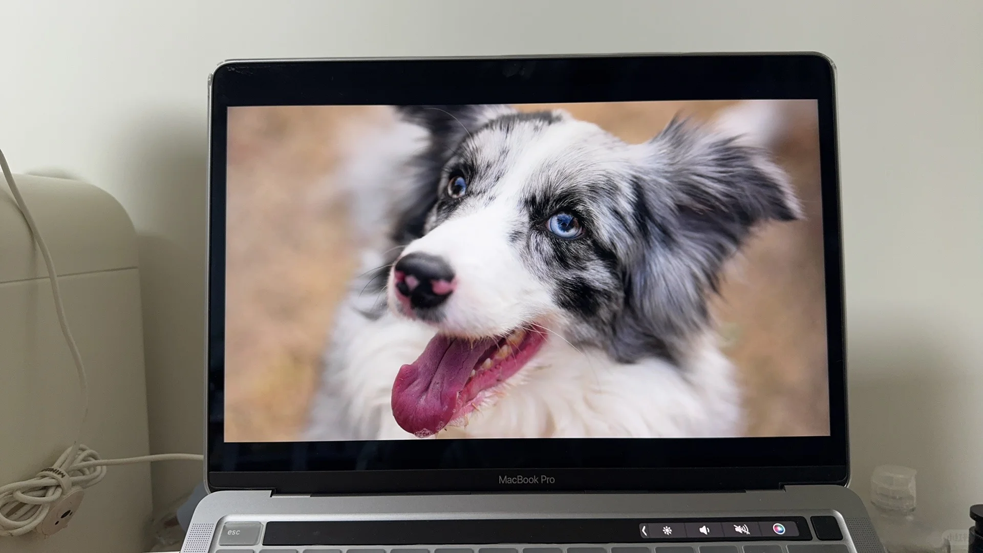 宠物摄影：选片日常