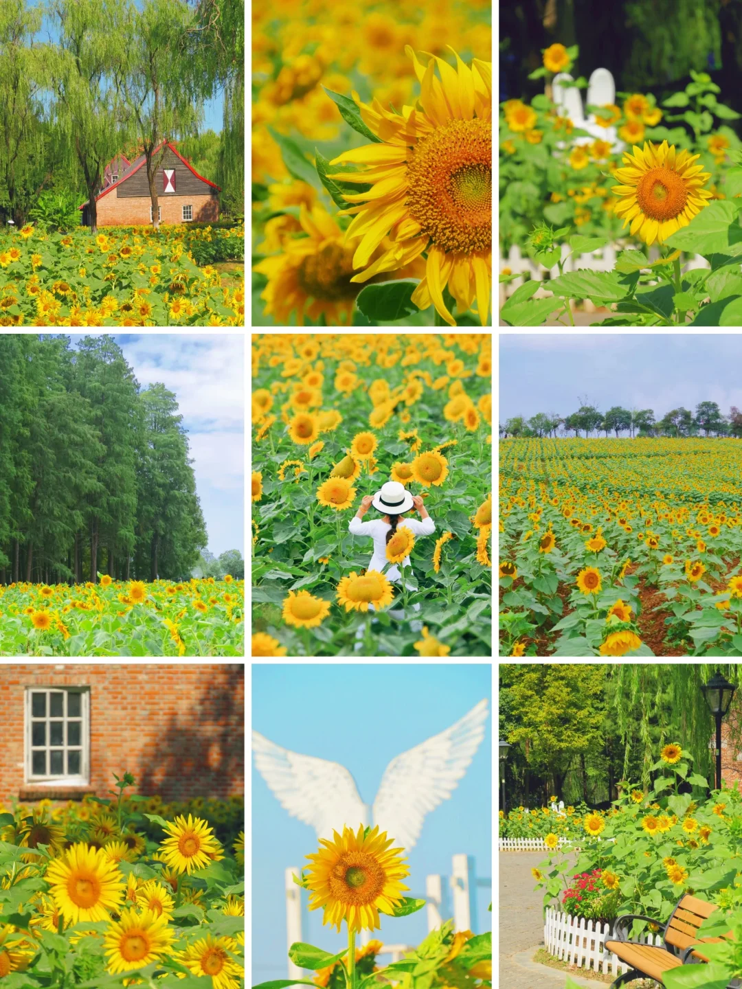 南京向日葵花海开啦‼️错过等一年，附攻略