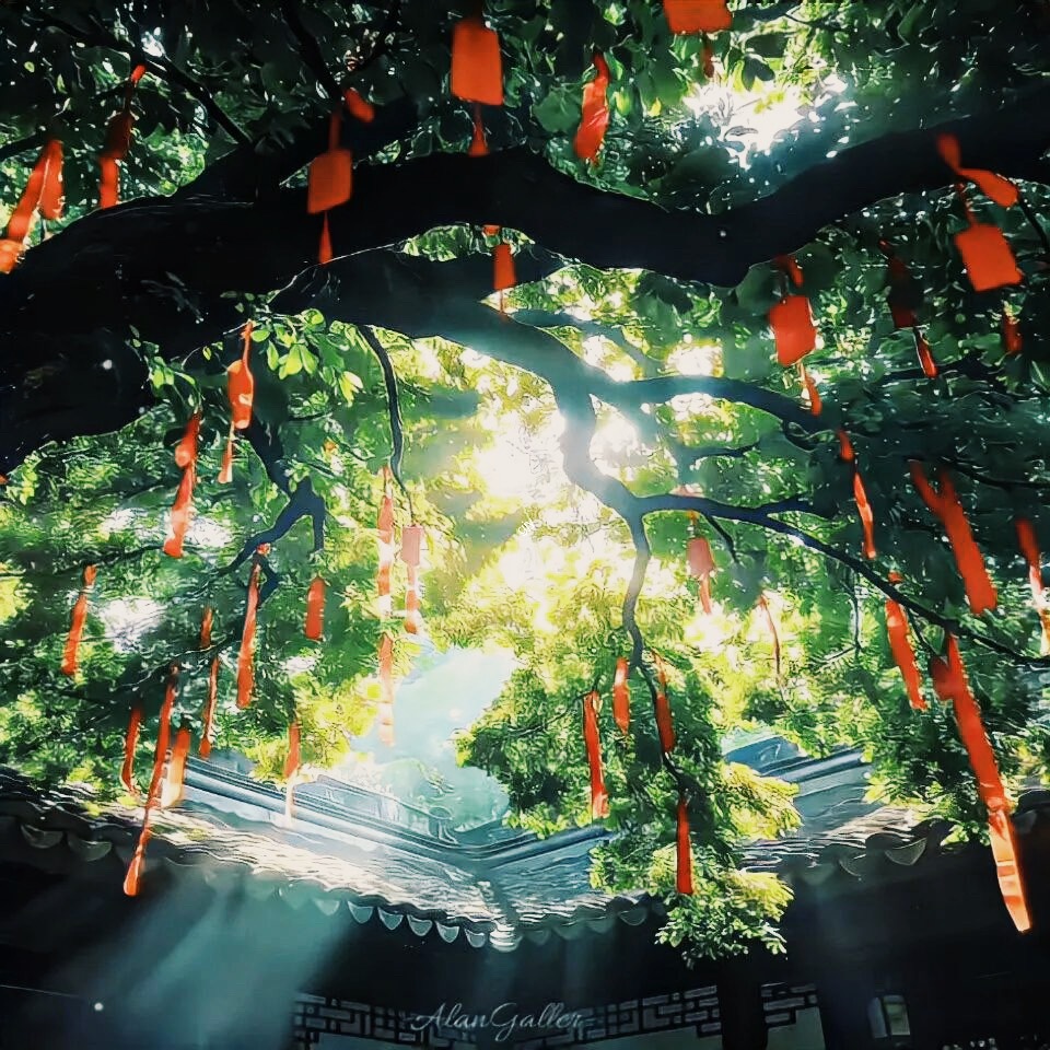 什么都会实现的许愿🙏背景图桂霁月