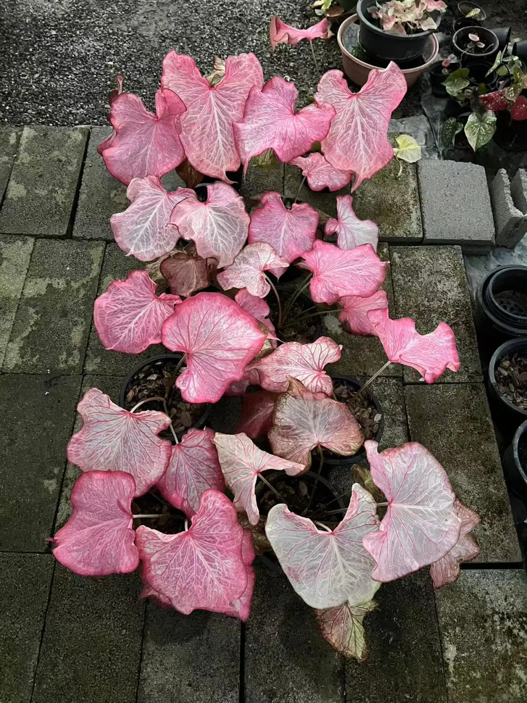 满眼都是❤️———纯洁的心