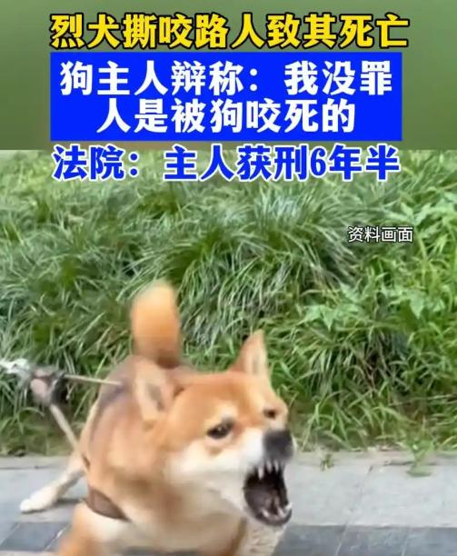 “决不能轻饶！”河南一烈犬，屡次咬人主人却不管不顾。撕咬路人致其当场死亡，获刑6