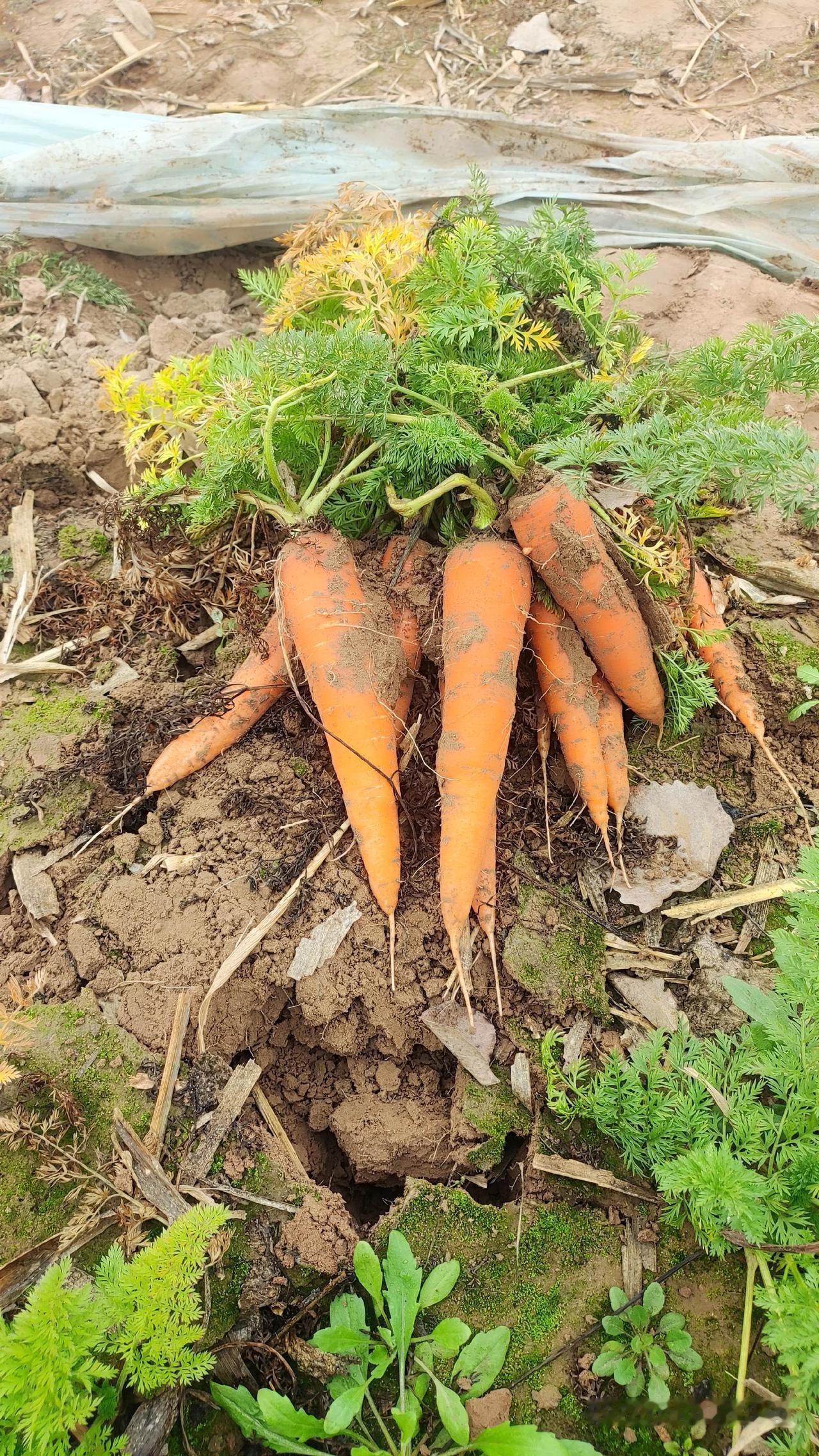 现挖新鲜老品种胡萝卜，现挖现发