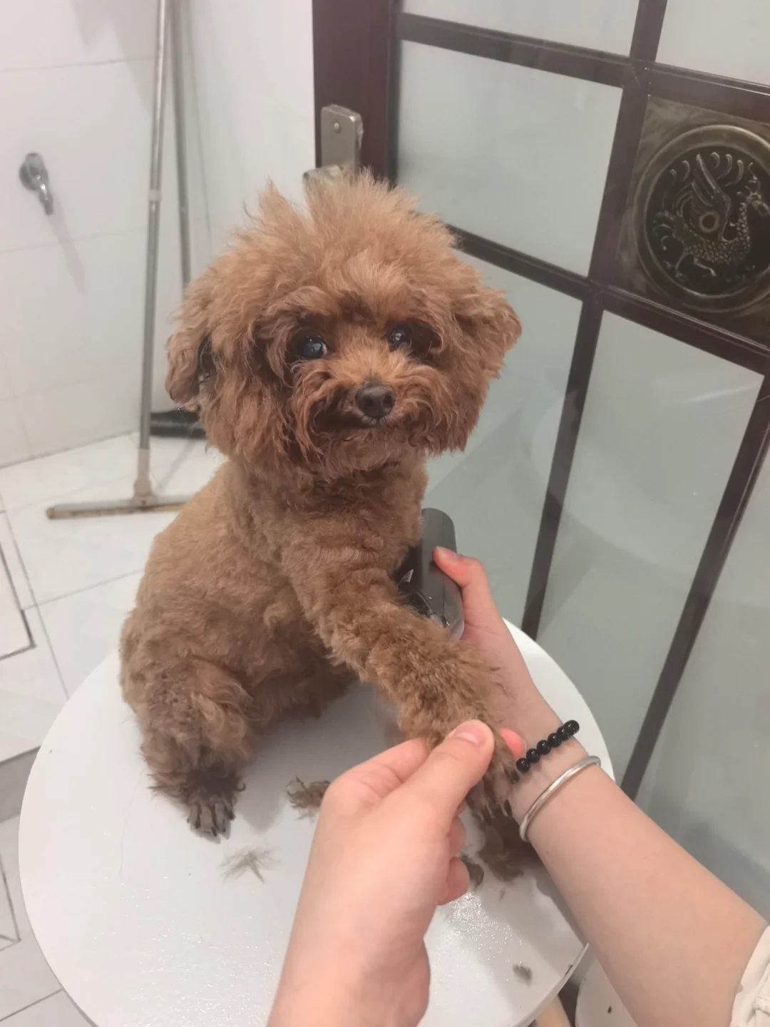 请了一个专业的上门给狗子修毛毛