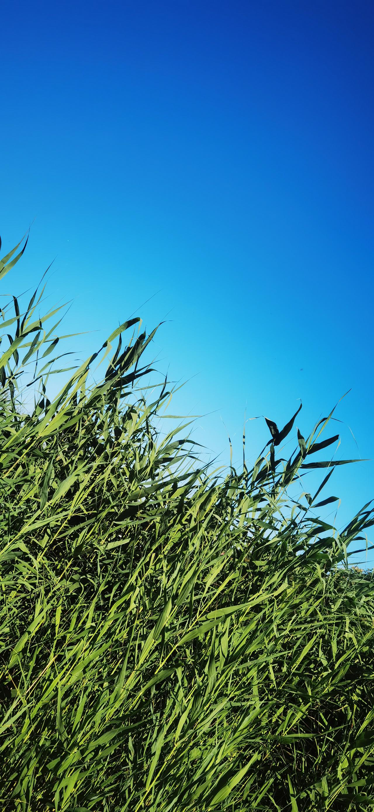 狗变了

这是个多变的时代，狗也变了，变的洋气，变的名贵起来。

狗是真变了，从