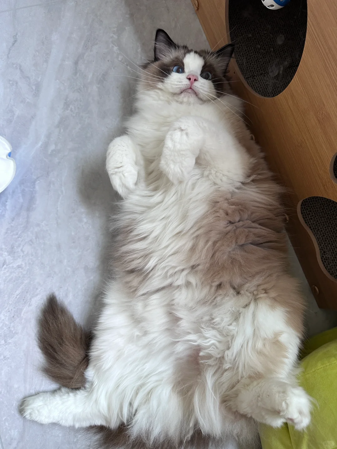 热成猫猫虫🐱