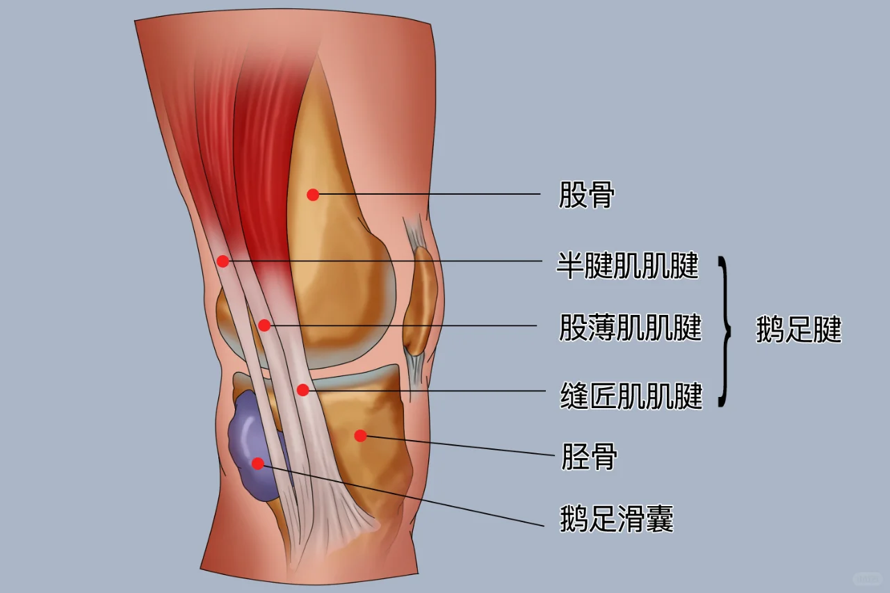 鹅足腱解剖图