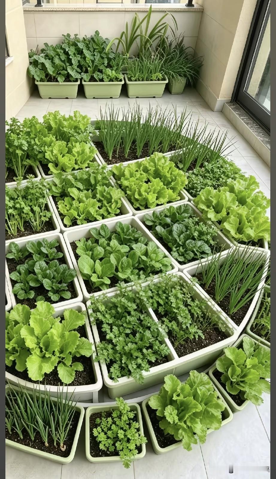 羡慕！网友阳台种菜，实现无公害青菜自由。