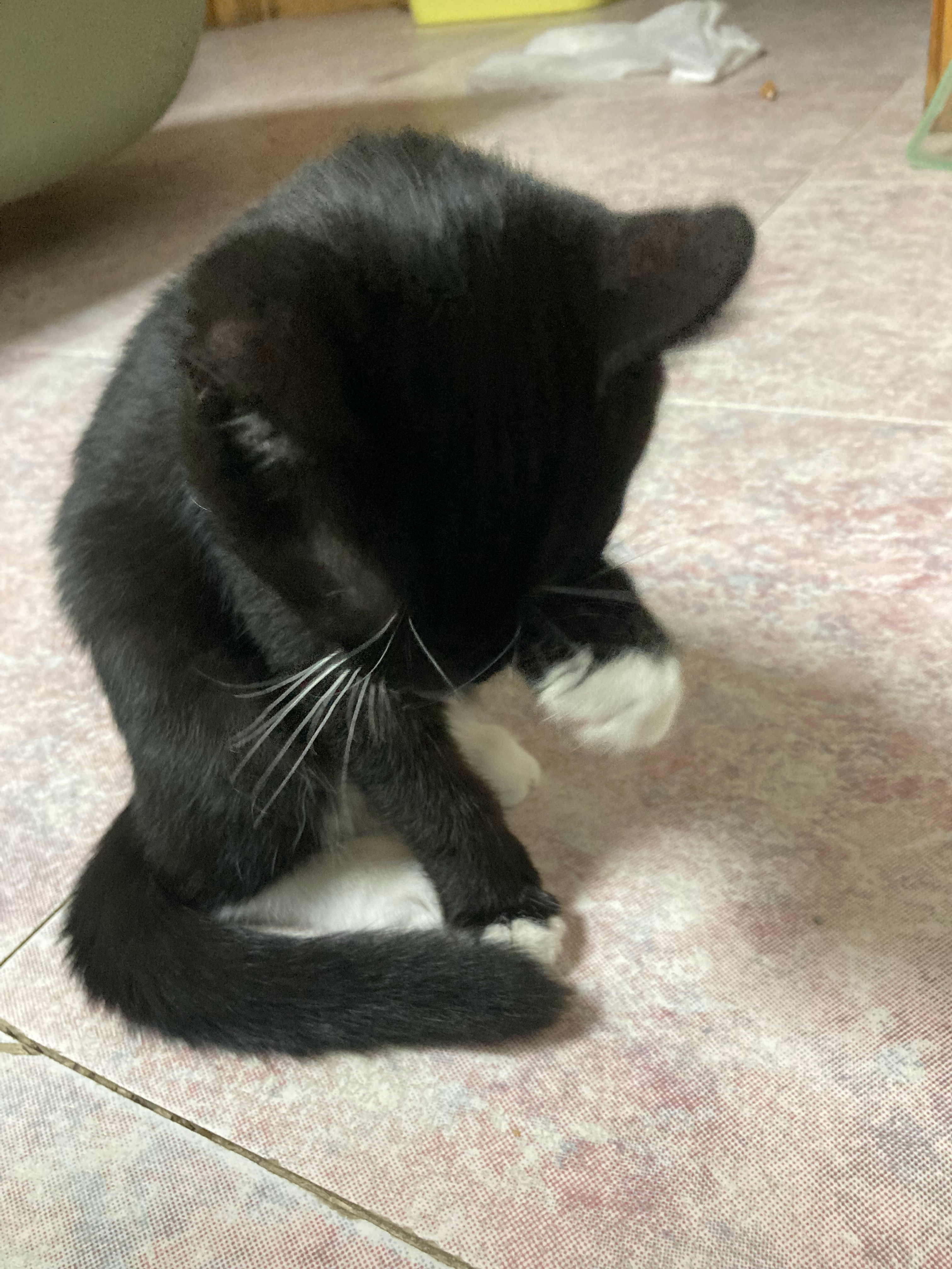 自制猫饭，看起来吃得很开心