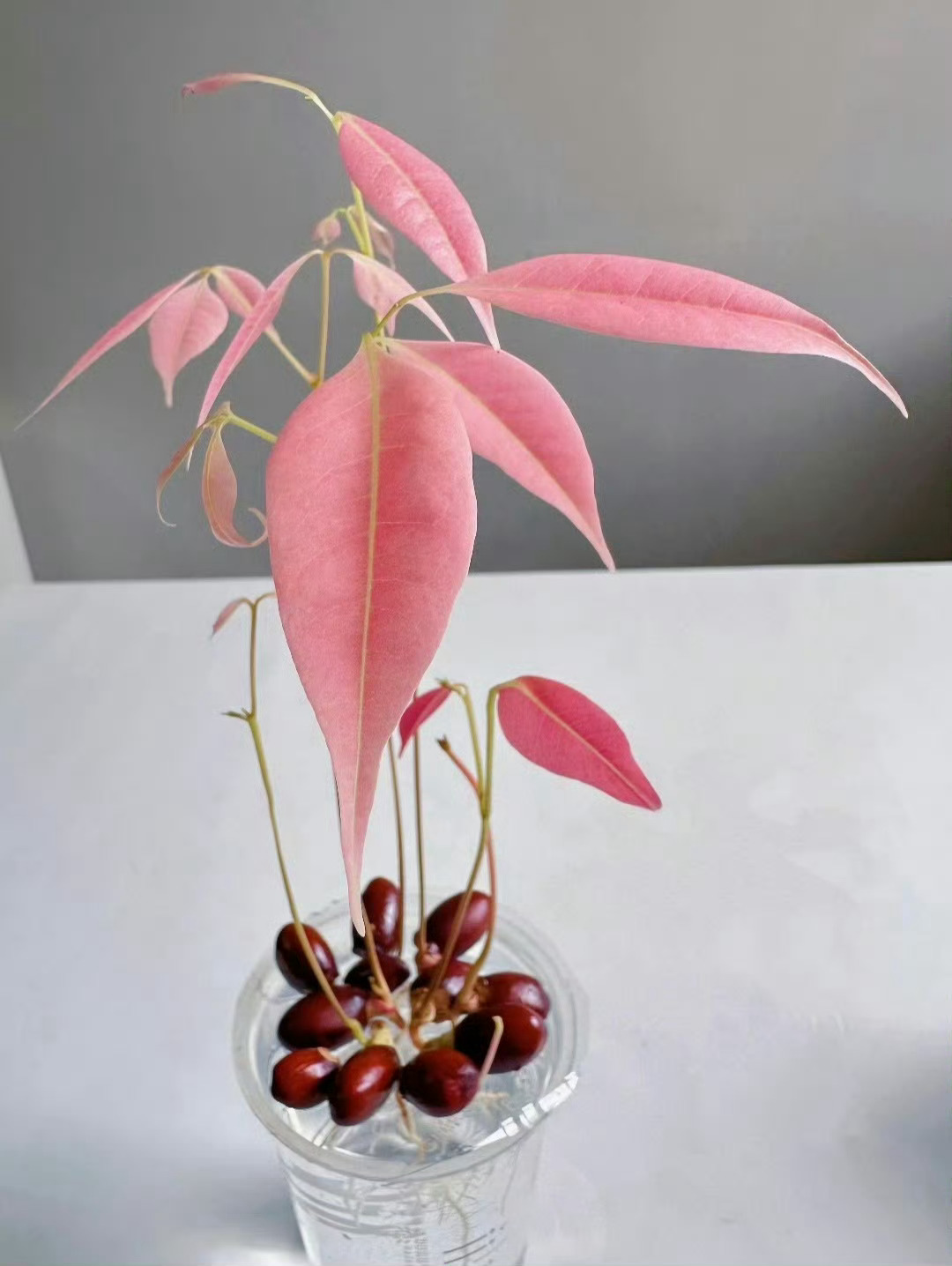 昨天吃荔枝留了几十个核，本来想水培的，早上忘记收拾了，昨天啃得也不是很干净，晚上
