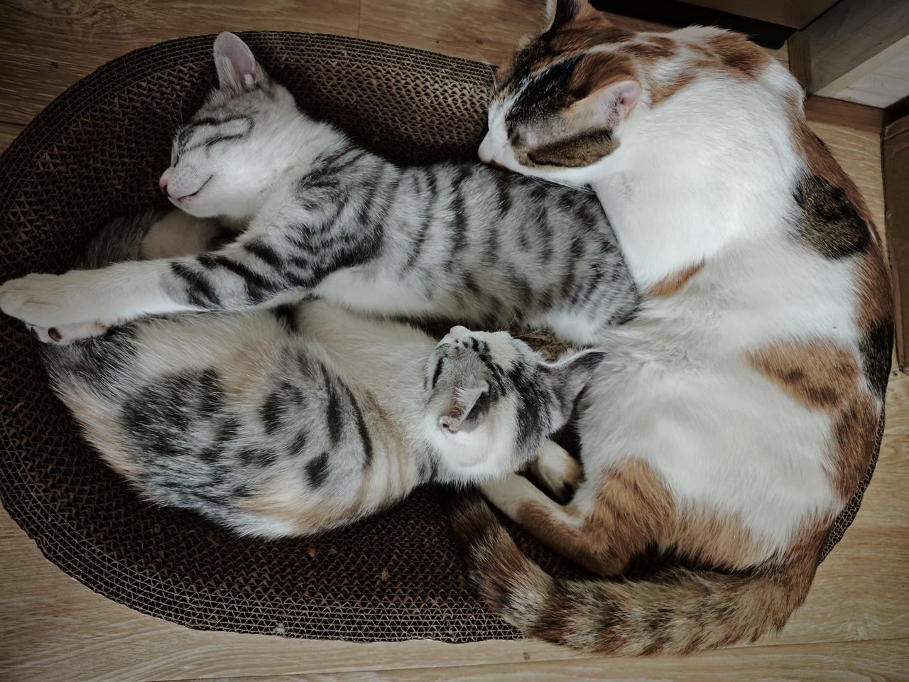 老家就是闲言碎语多，舅舅去世的时候，旁边有个邻居说家里不能养那么多猫狗，数量比人