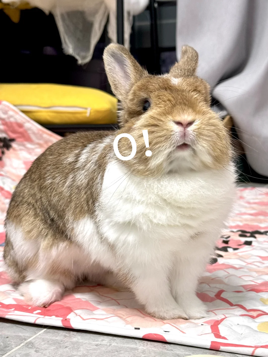 看见零食的表情！O！