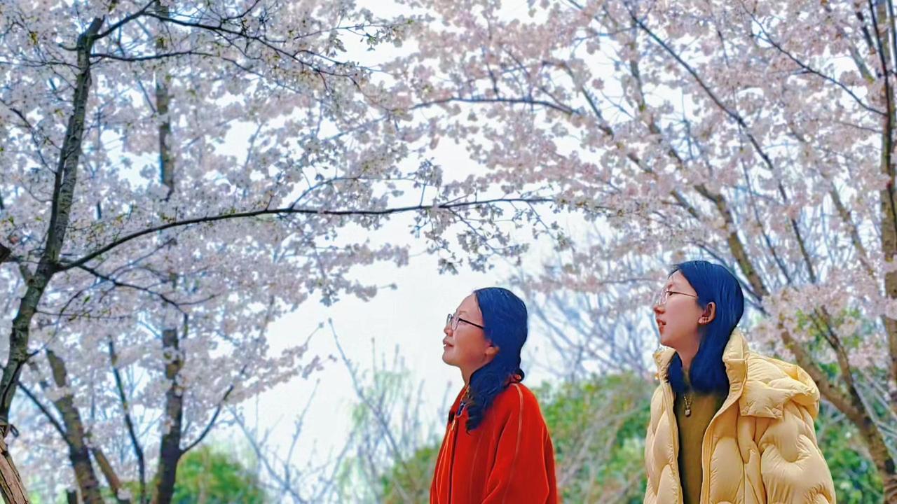 🌸春日里偶遇一树繁花，洁白得像冬日未化的雪，静静绽放在枝头。阳光穿过花瓣，光影