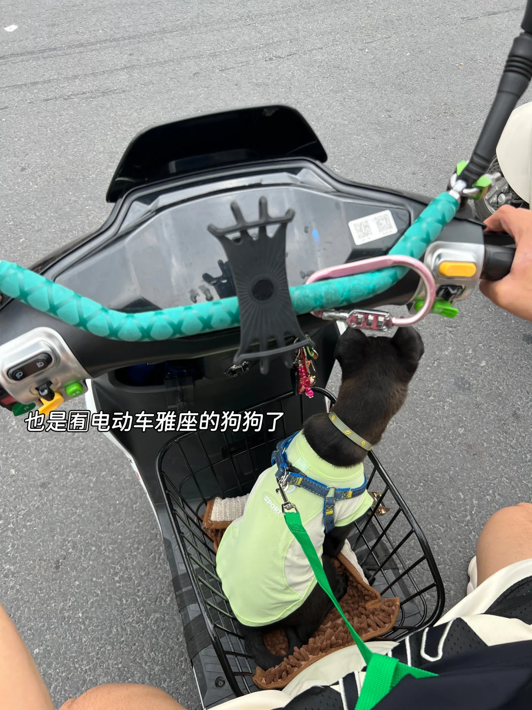 评论区我想看到你们会坐车的狗狗！