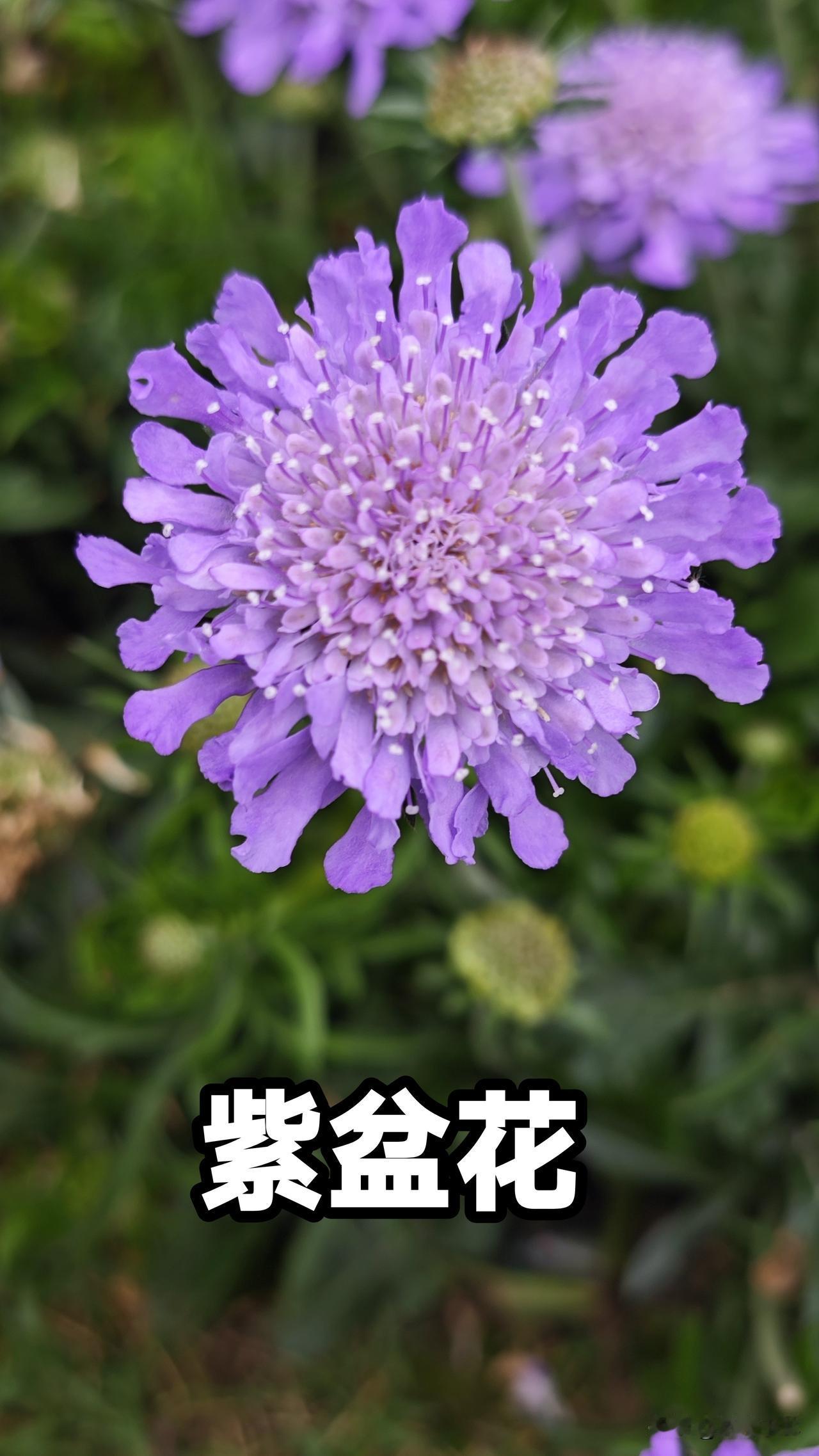 紫盆花，也被称为松虫草、轮锋菊或山萝卜。在花艺界也泛称为蓝盆花，属于川续断科蓝盆