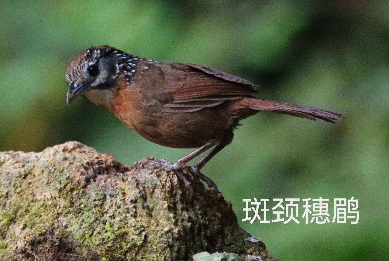 弄岗野拍小鸟，不怕人的