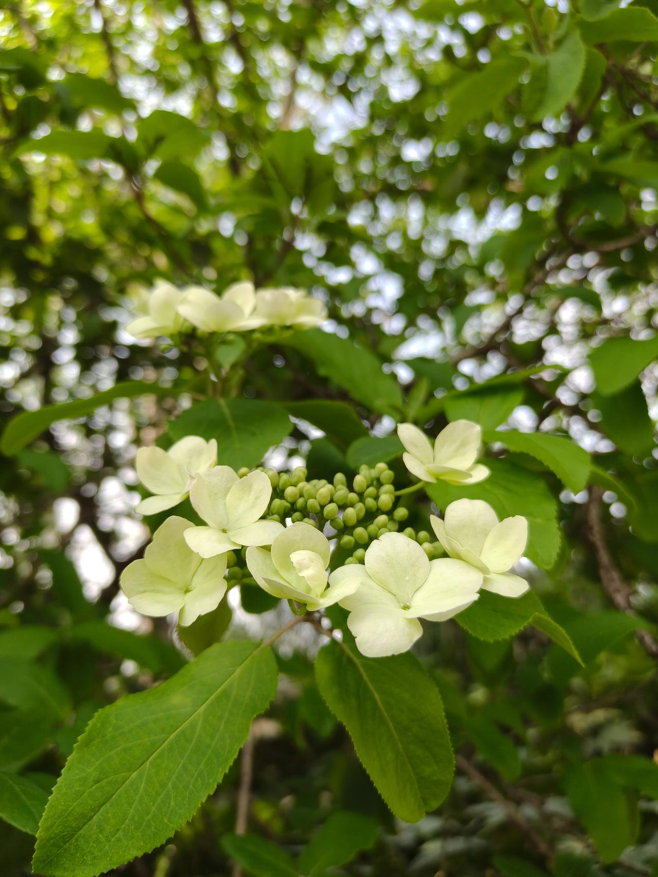 琼花∠※木绣球
这种颜色的花花
我都非常喜欢😍