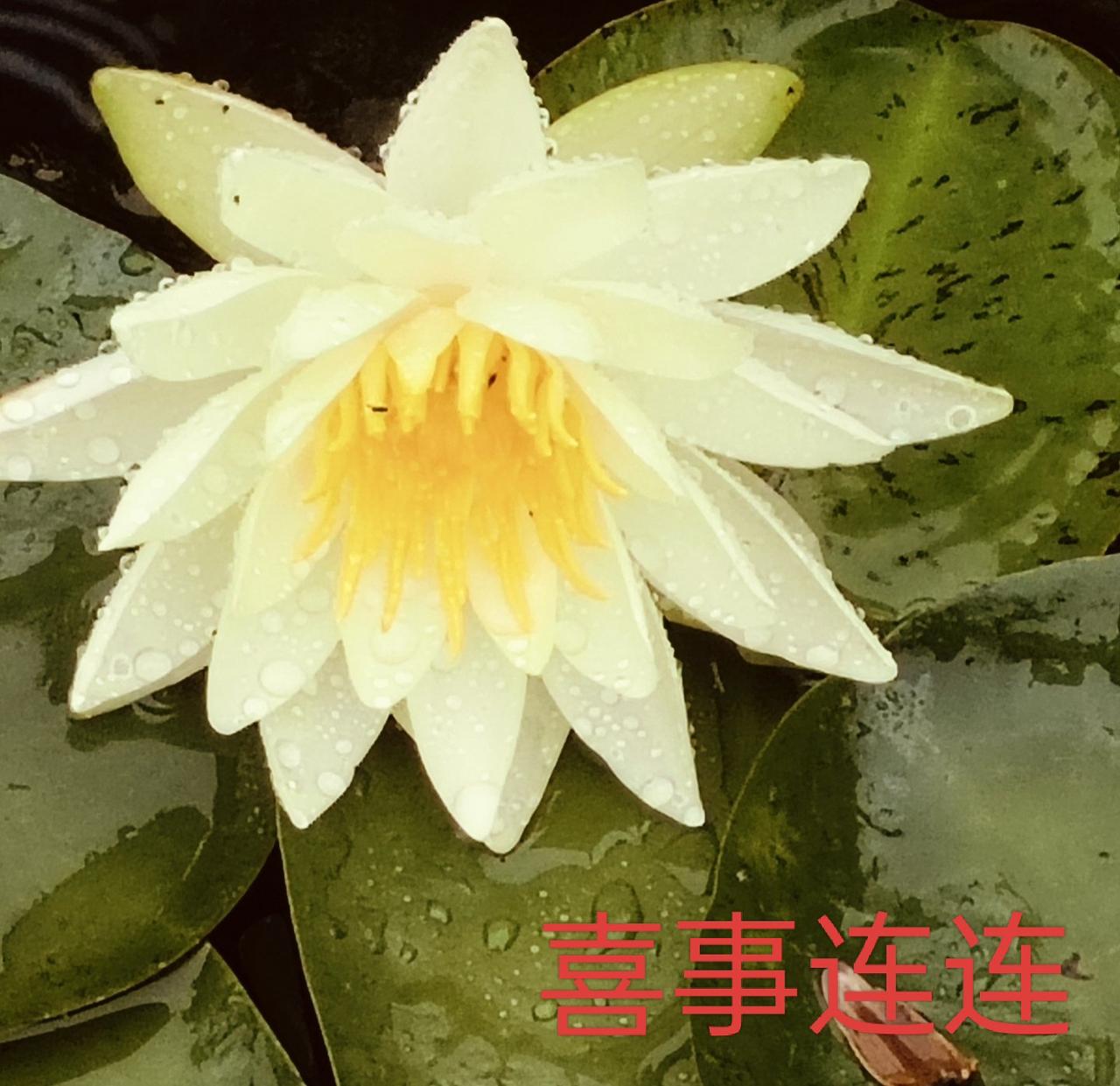 分享一张你相册的拍的花