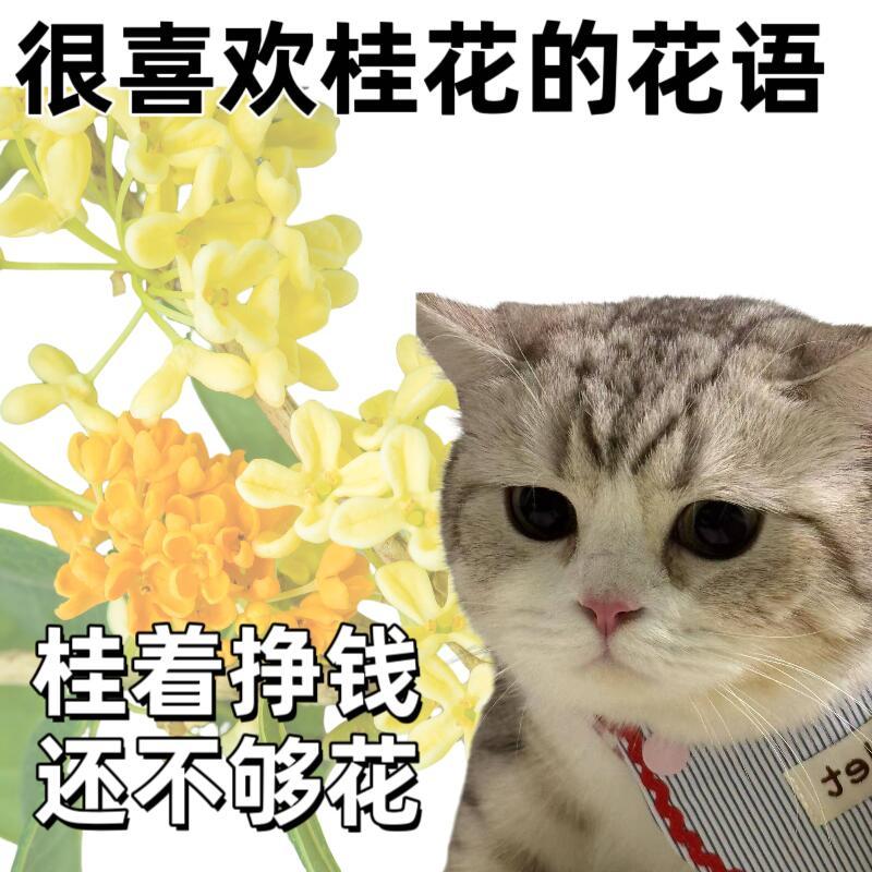 打工人有属于自己的花语 