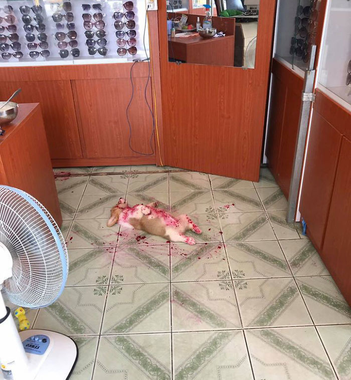 看得出是火龙果动的手 ​​​