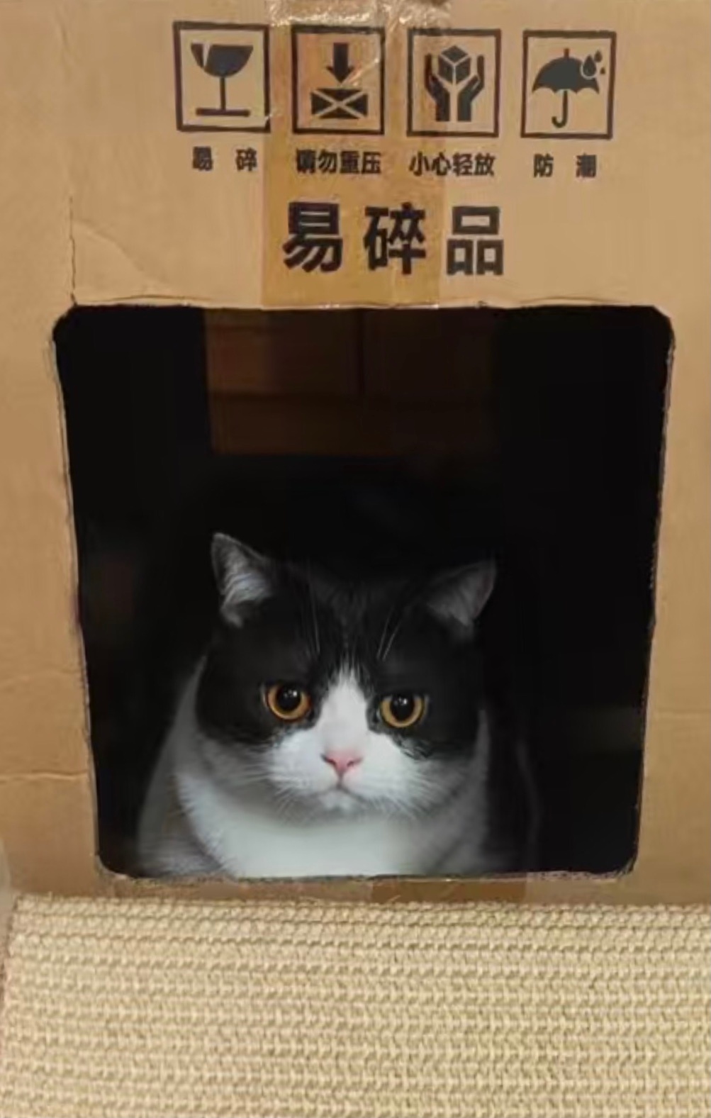 我很脆弱daily奶牛猫 （投稿：） 