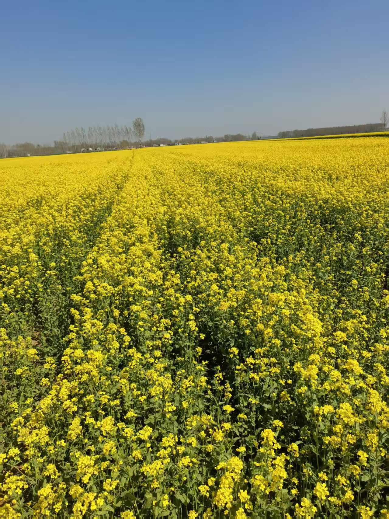 分享几张家乡的田野照片最喜欢家乡的油菜花。看着好，闻着香，听着嗡嗡的蜂鸣，让人心