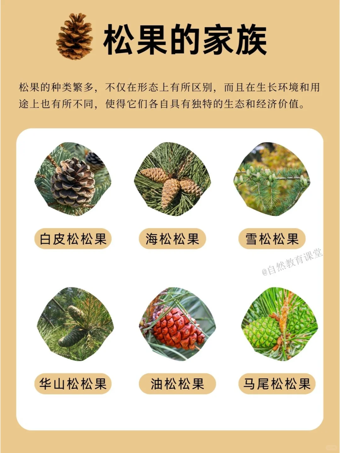 自然教育手册 | 小小松果，大大乐趣！