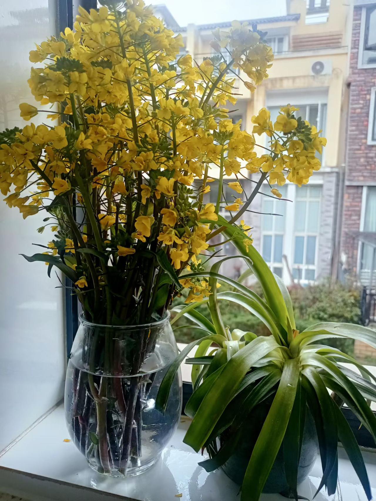 窗台上的清新花艺，为生活增添一抹亮色。🌸💐