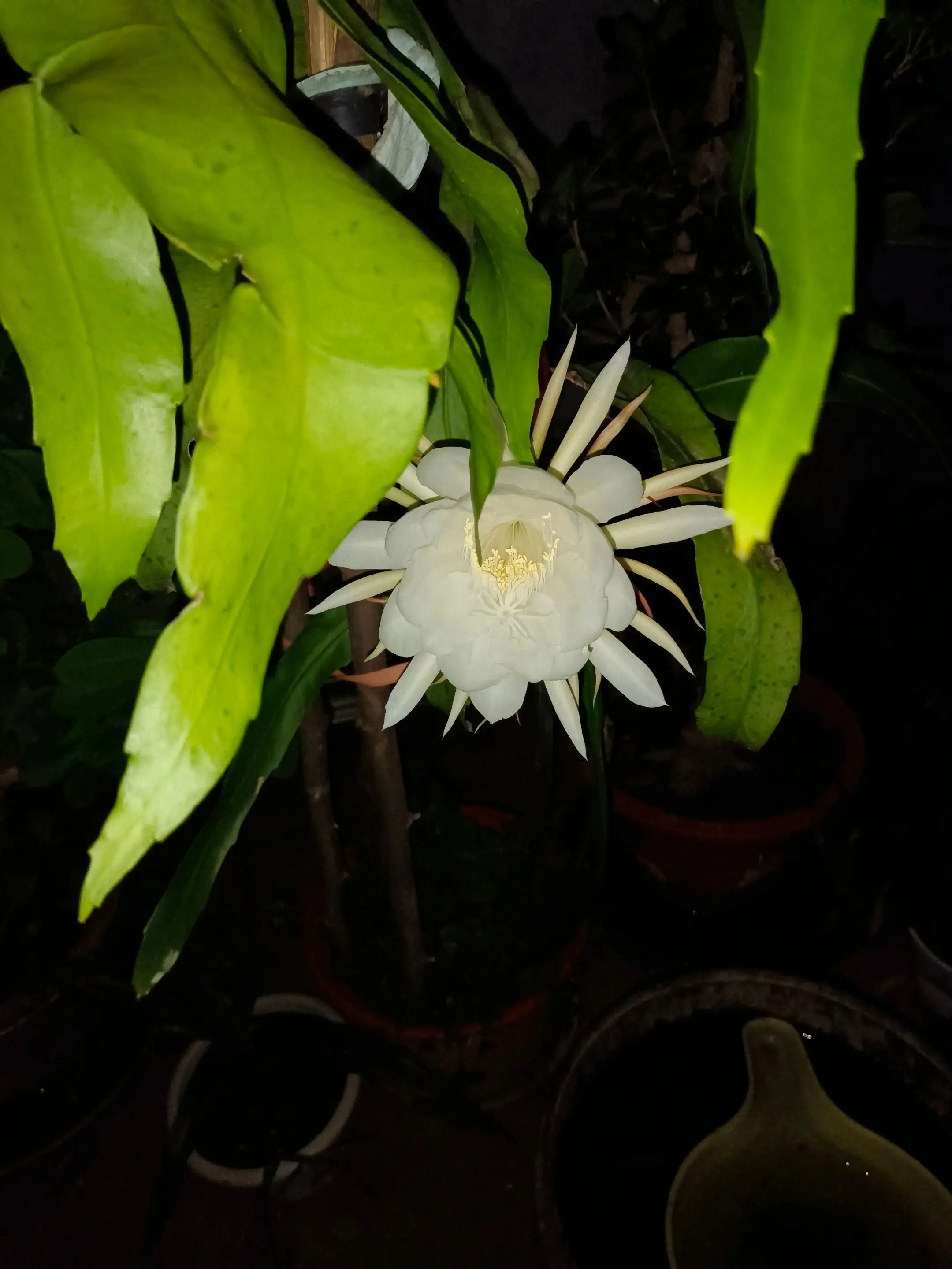 昙花开了