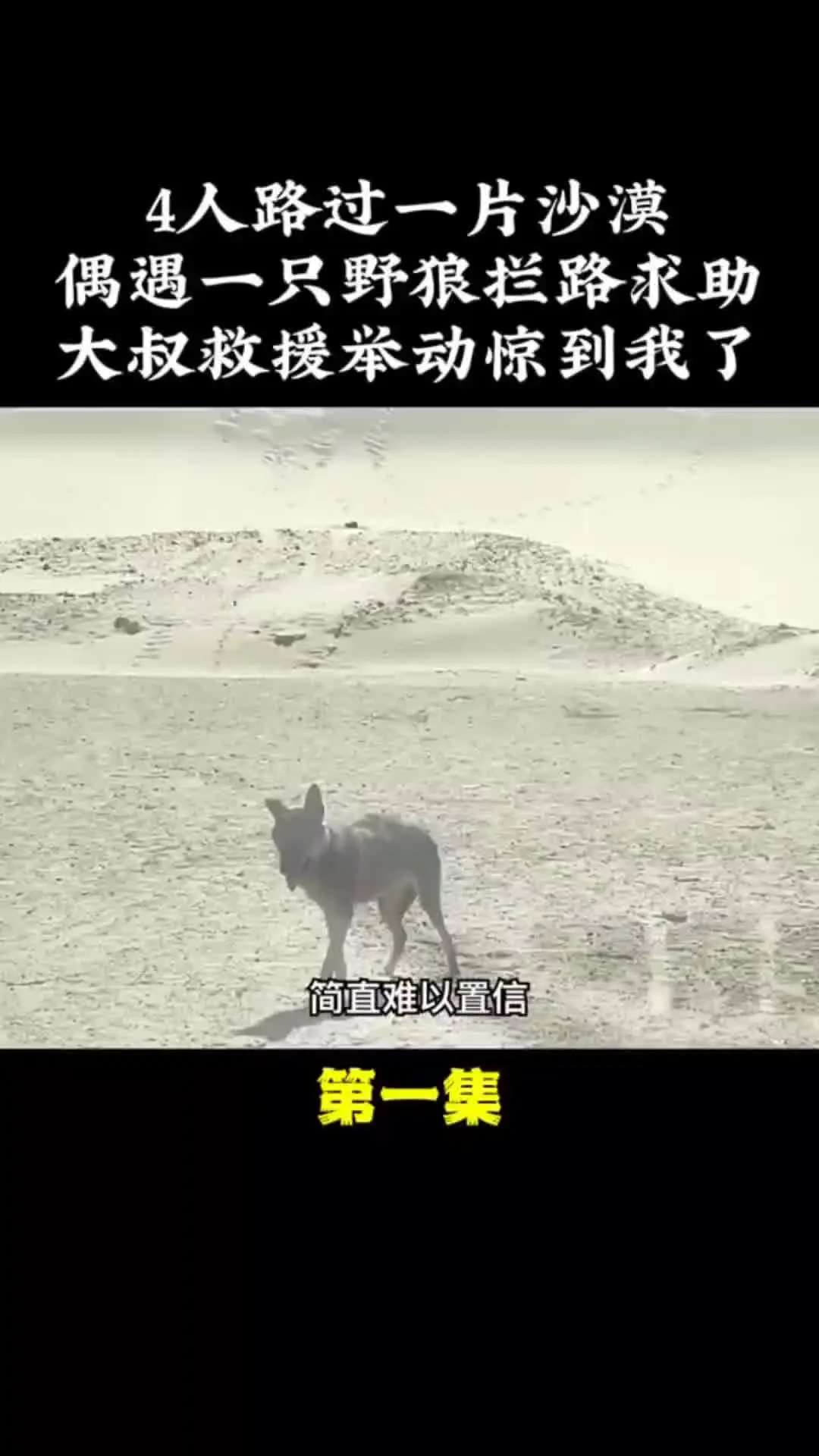 我的观影报告 内容启发搜索 动物的迷惑行为